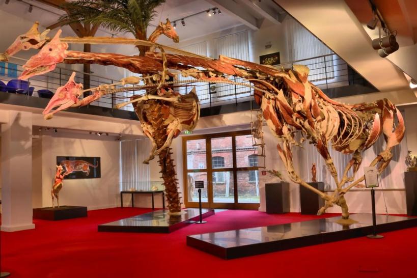 Plastination – eine Jahrhunderterfindung